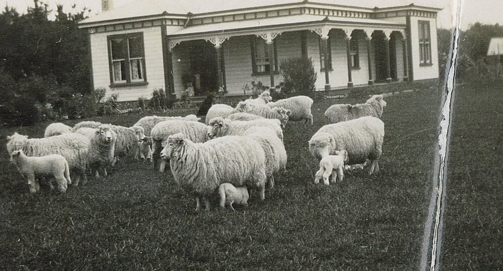 Ryland sheep at Broadview, 1937