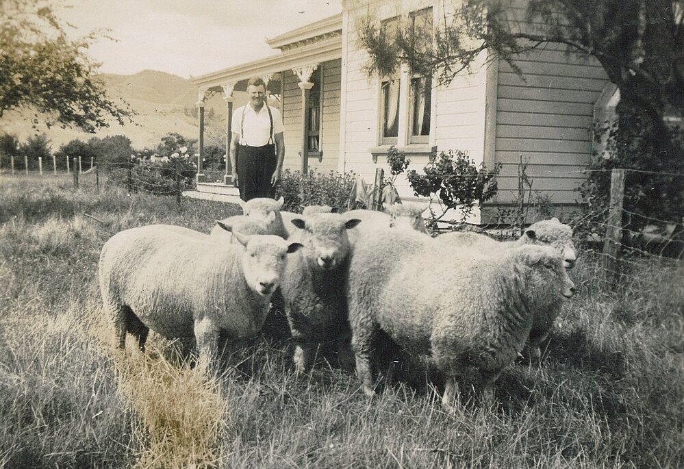 Sheep at Broadview, Hope, 1930s