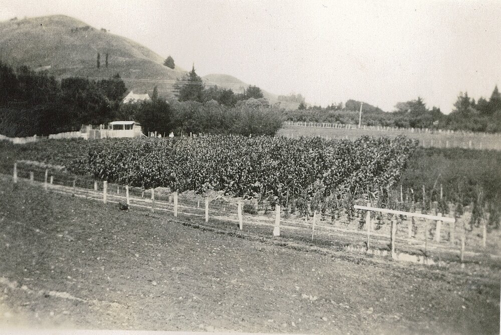 Fowl house and vegetable gardens Alexandra Home Richmond 1930s