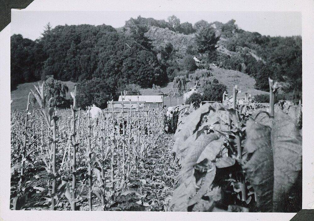 Stripping tobacco at Drummonds 1950s