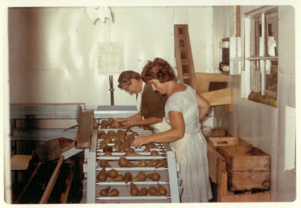 Grading pears, 1966
