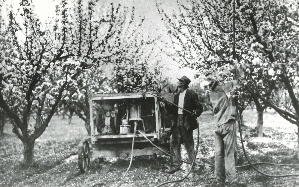 Alex Franklyn spraying apples, Drummonds Road.