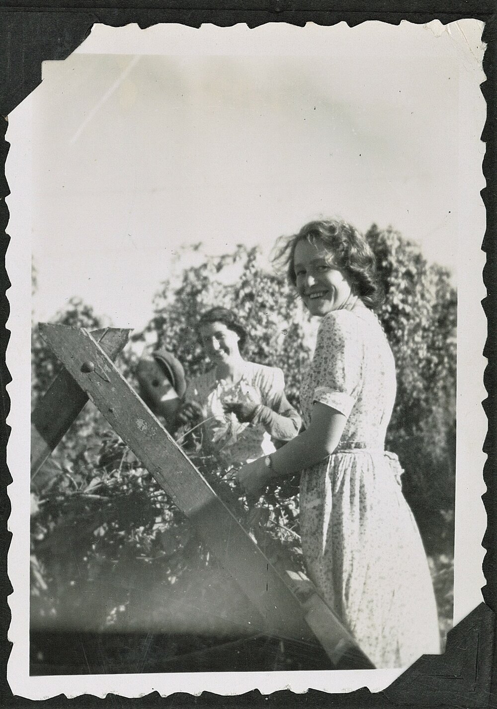 Dorothy Read at the hop bins, 1952