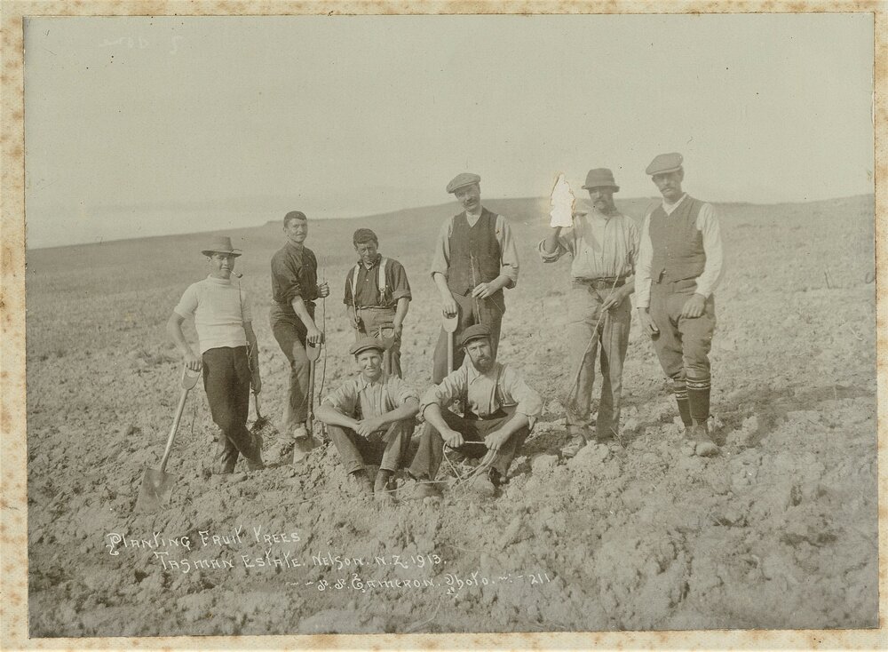 Group of men planting fruit trees on Tasman Estates