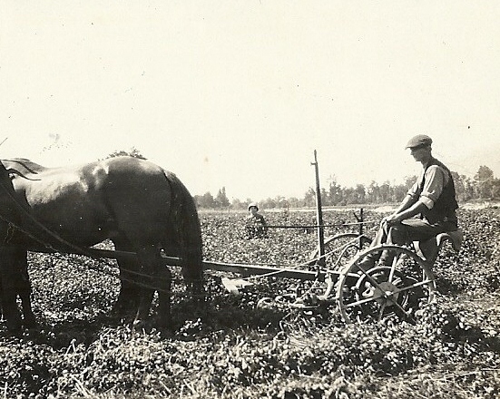 Horse drawn plough working the clover patch 1925