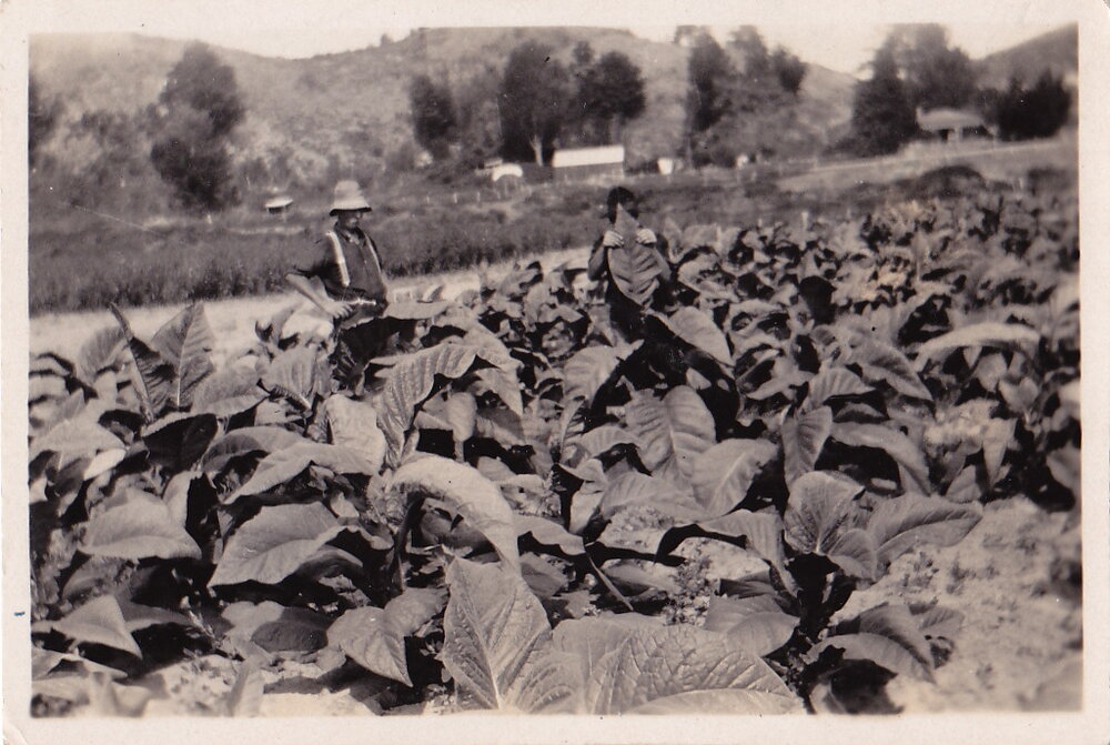 John Inwood in tobacco field