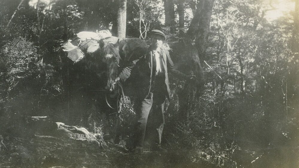 Packhorses on the Kill Devil Track