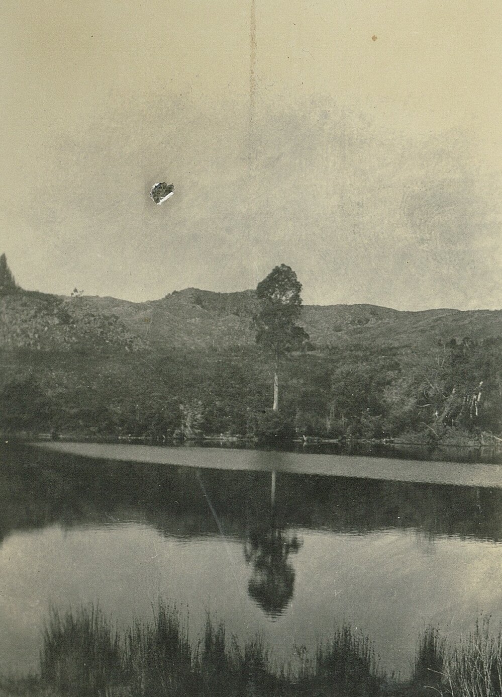 Reflection of tree on water Golden Bay / Mohua