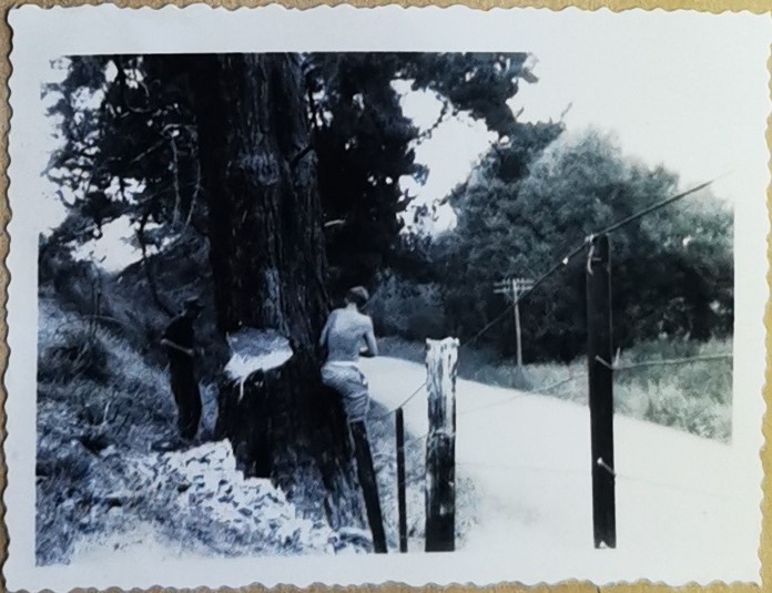 Felling Pine in 88 Valley