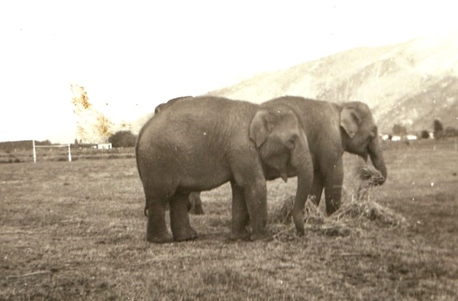 Perry Bros. elephants in Murchison 1939