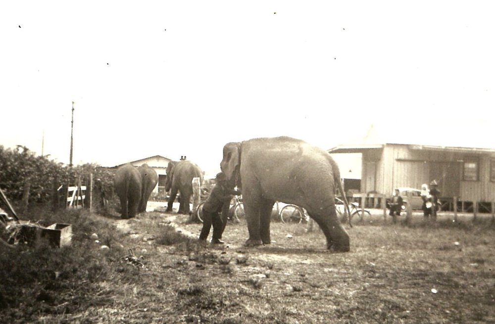 Moving elephants in Murchison 1939