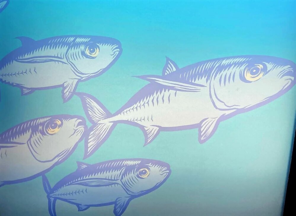 Seashore - school of fish