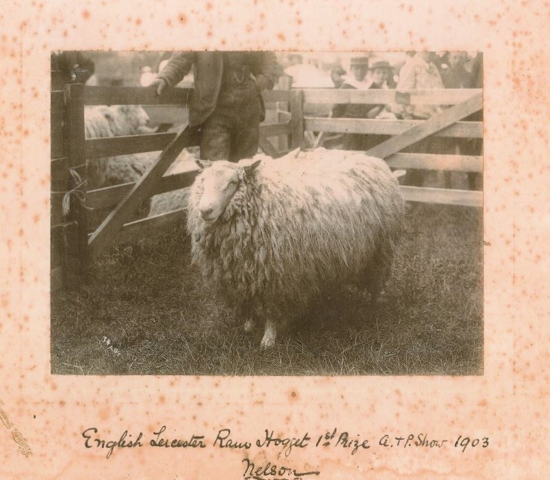 English Leicester ram hogget first prize winner 1903