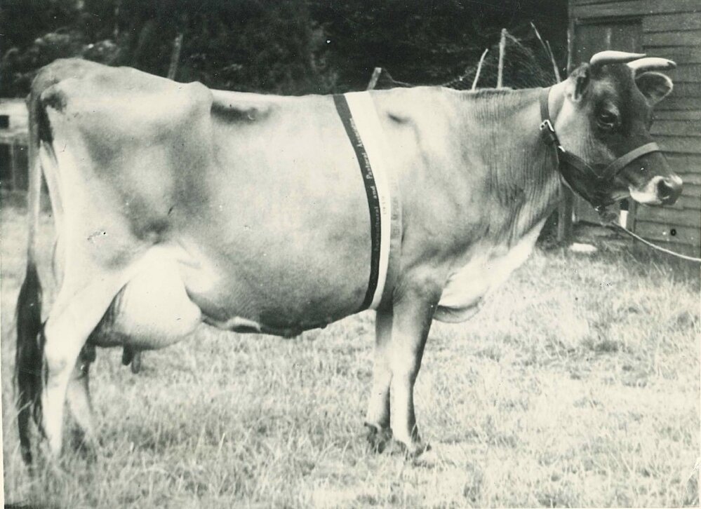 Waikari Rosebud 1939 VHC Champion Jersey