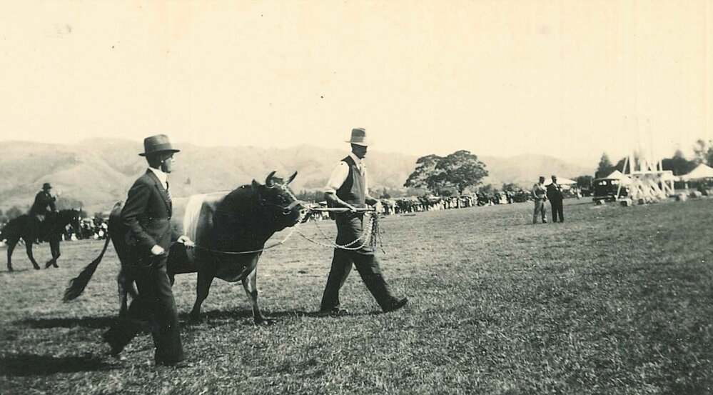 Two men leading a bull