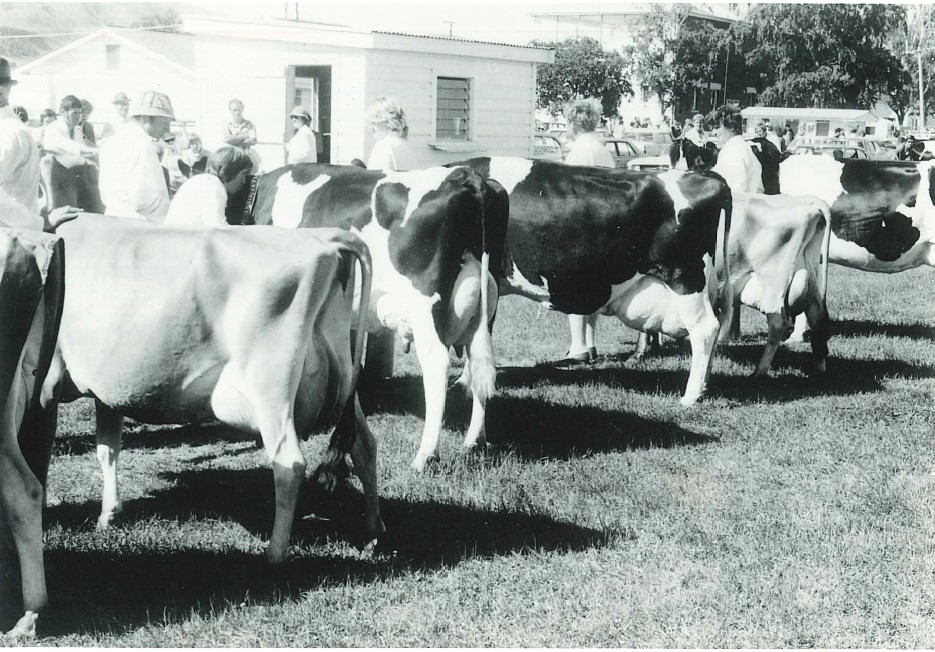 All breeds competition at the Nelson Show 1978