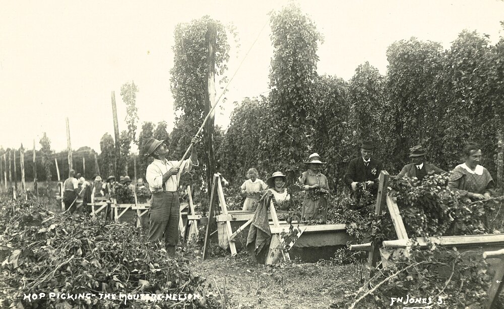 Hop picking in the Moutere