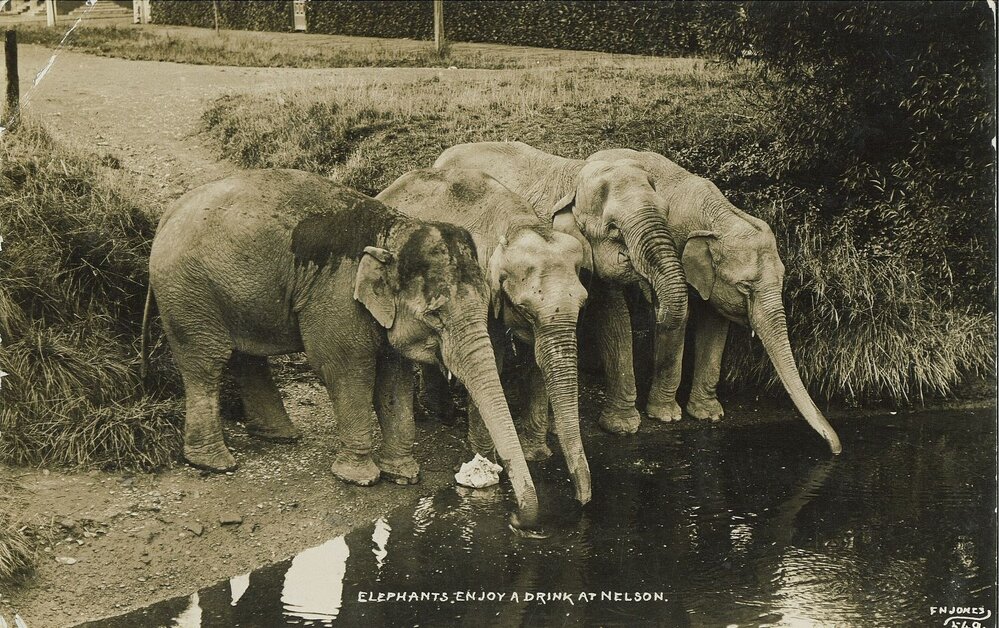 Four elephants drinking from the river