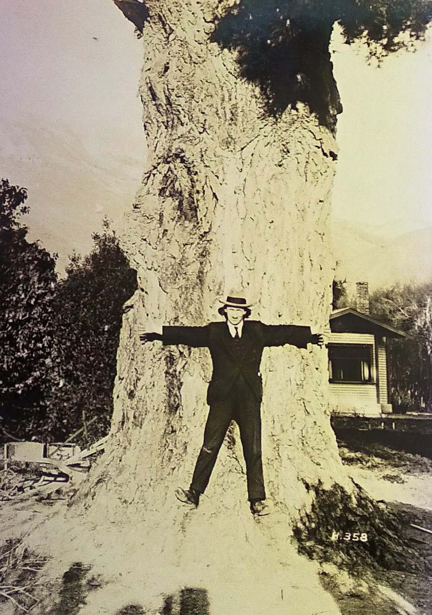 Man standing in front of pine tree with arms outstretched