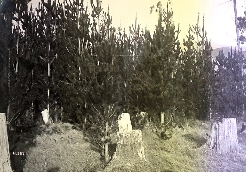 Regeneration of pine trees 