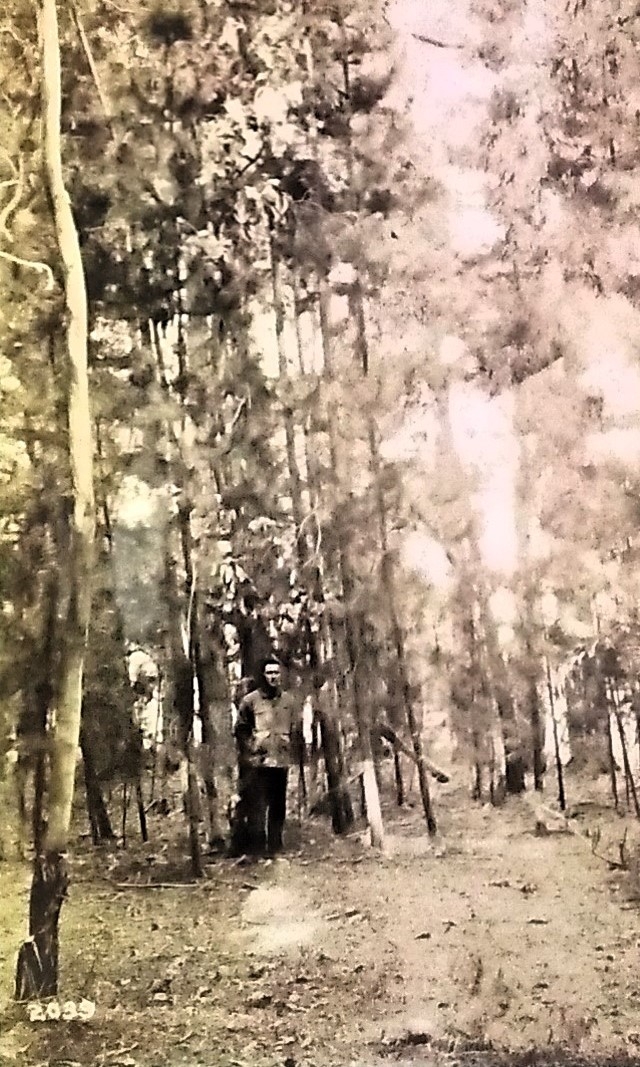 Hillersden Plantation 15 years regeneration