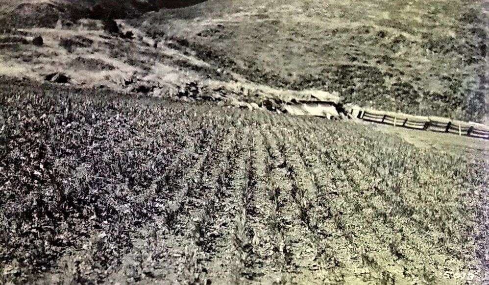 Lawson's Cypress Roughn's Nursery