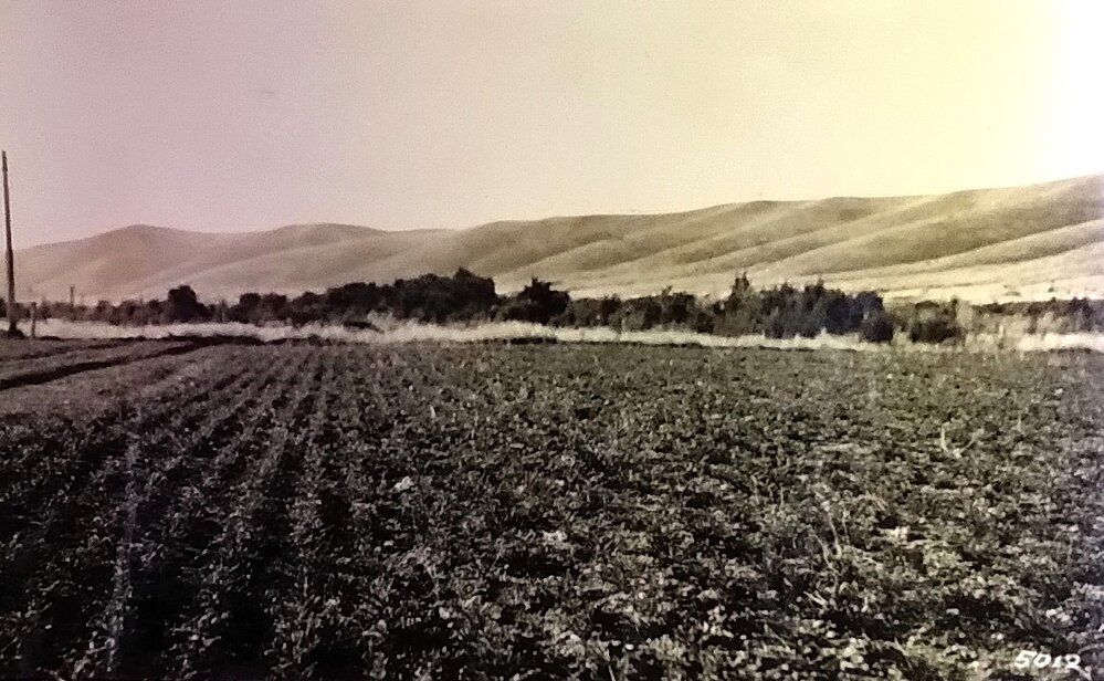 Nursery at Golden Downs. Second view