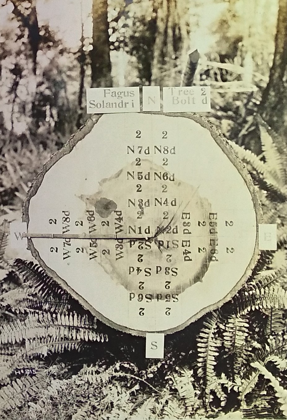 Timber growth testing Tree No 2 N Solandri 