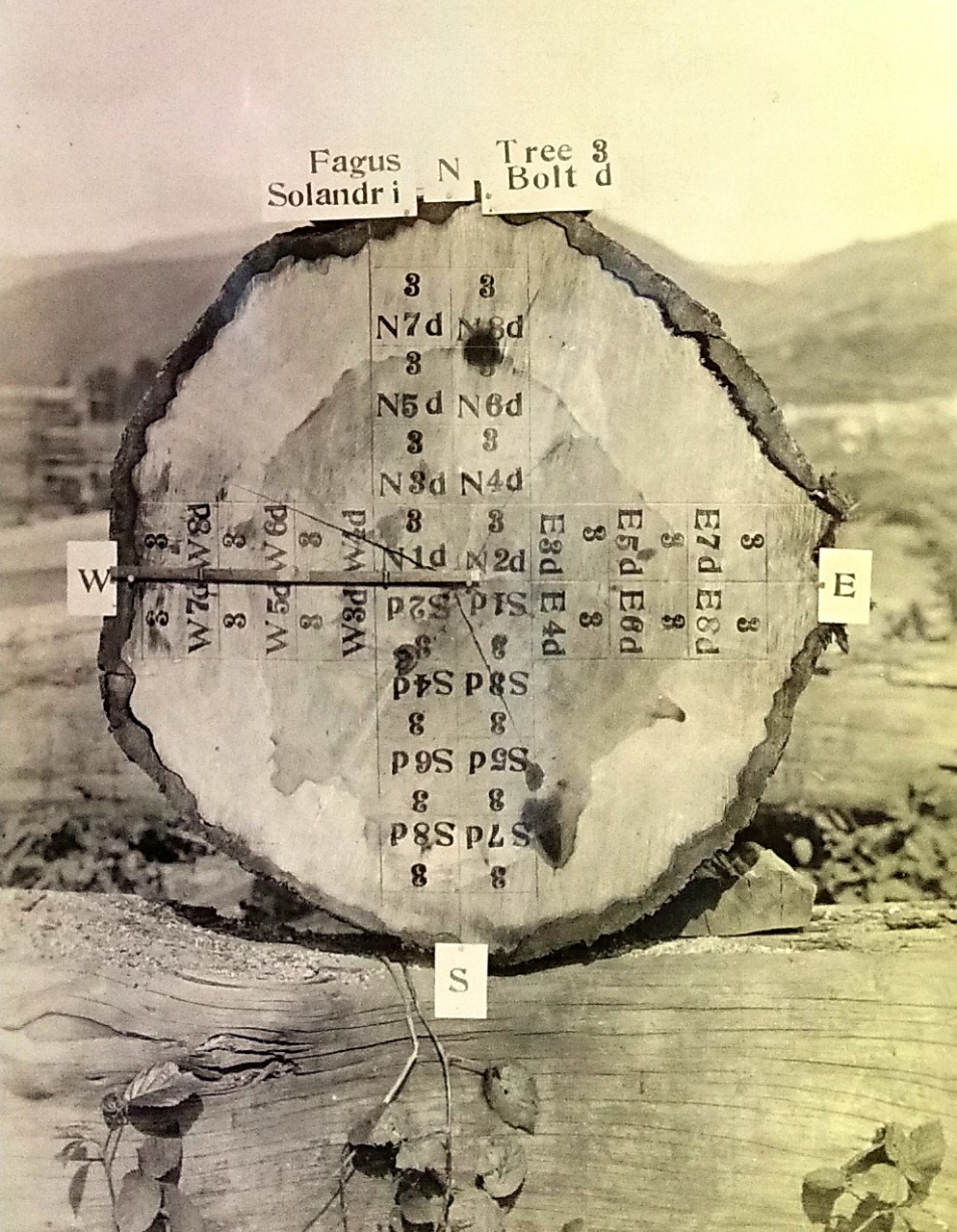 Timber growth testing Tree No 3 N Solandri 