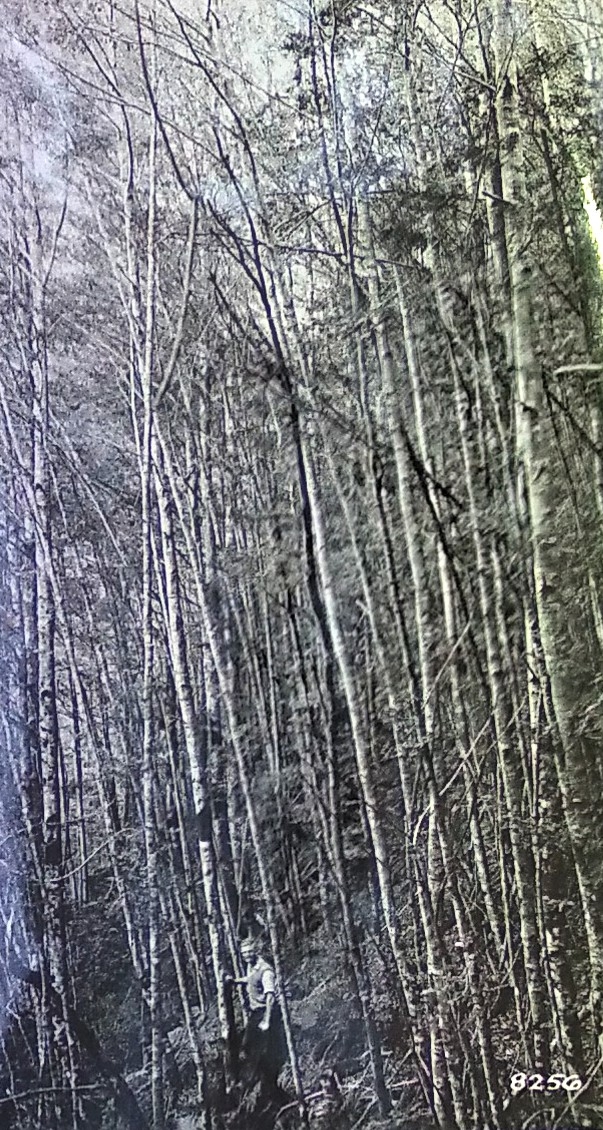 Globe Hill regeneration area