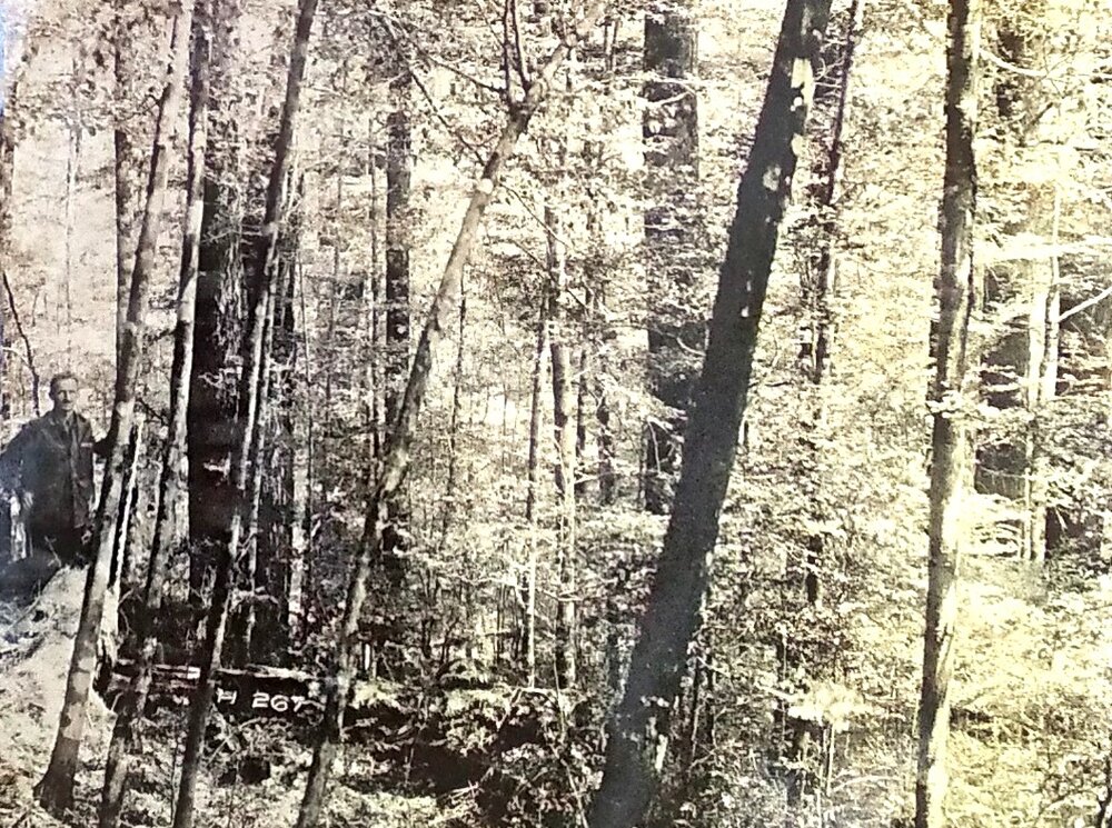 Control plot looking north 