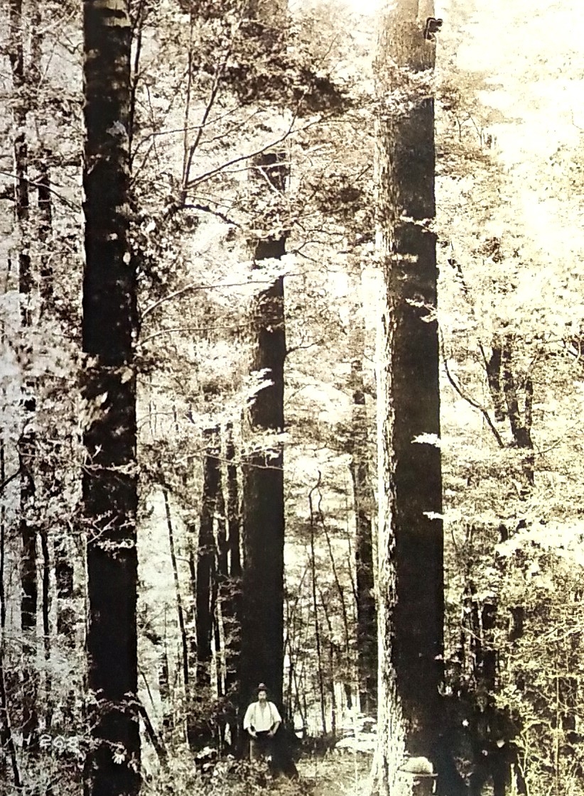 Control plot looking north towards III