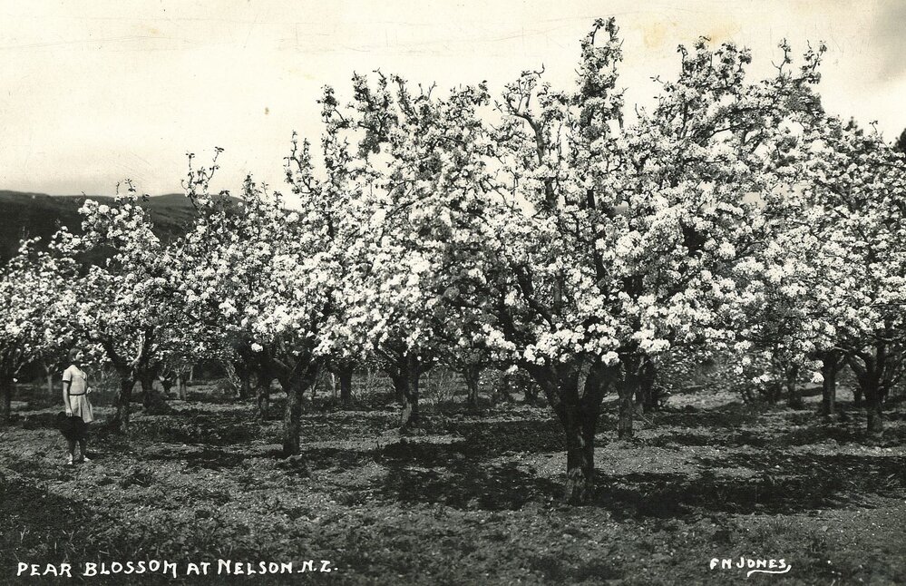 Pear blossom