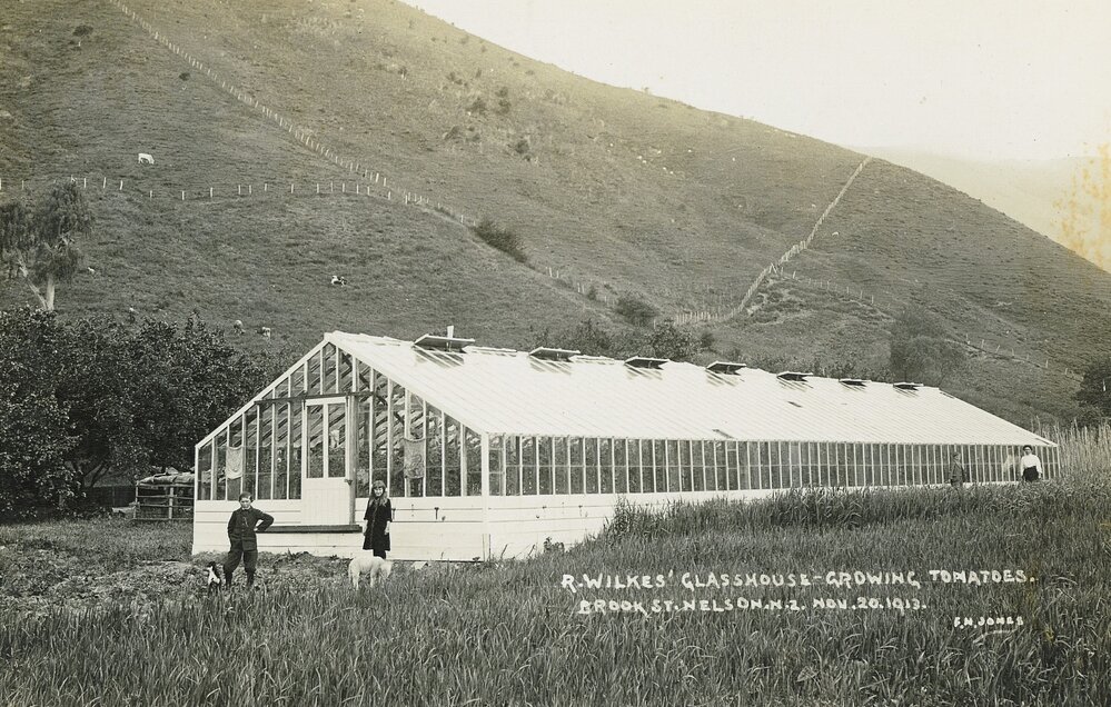 R Wilkes' tomato glasshouse in Brook Street