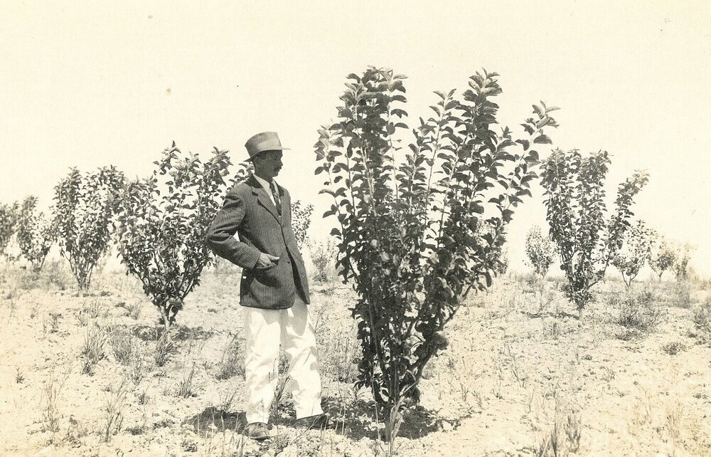 Man looking at an apple tree in an orchard