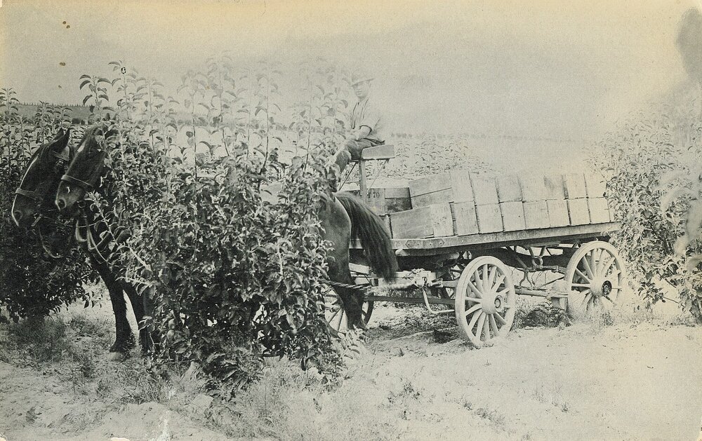 Jack Harvey harvesting at Tasman apple orchard