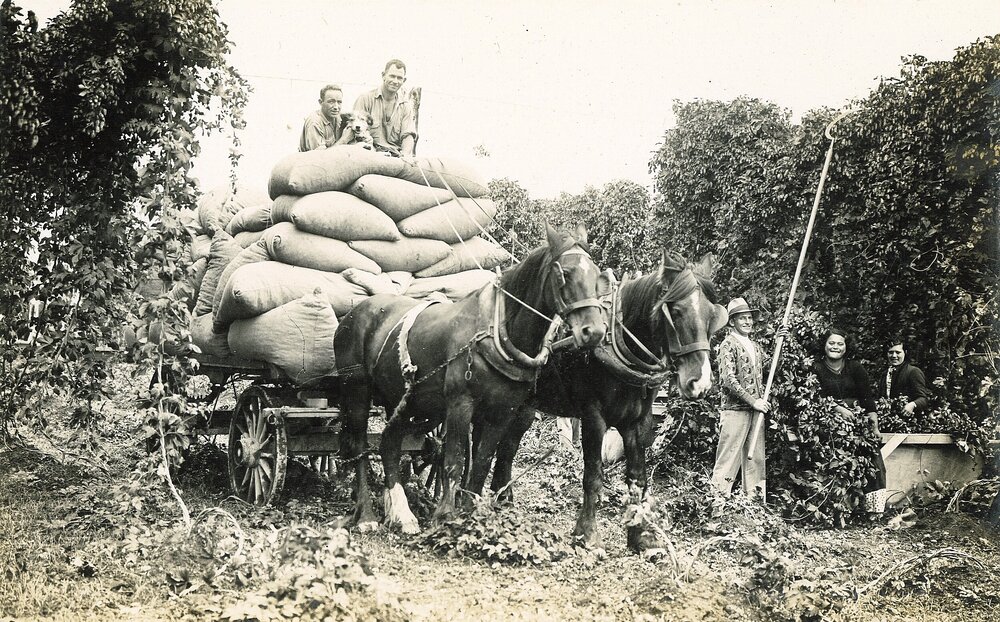 Cart overloaded with hop harvest