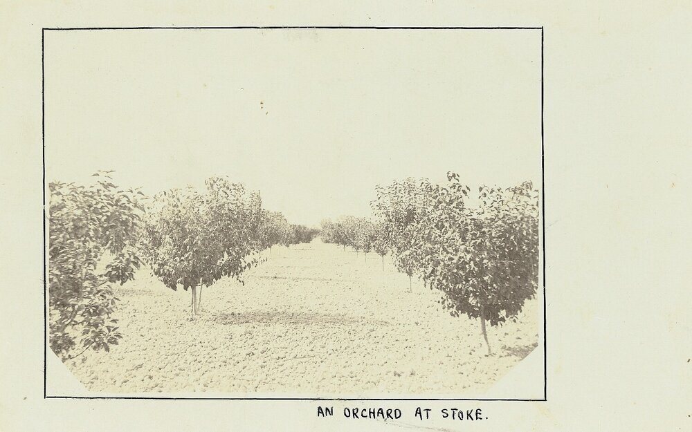 Apple trees on an orchard at Stoke