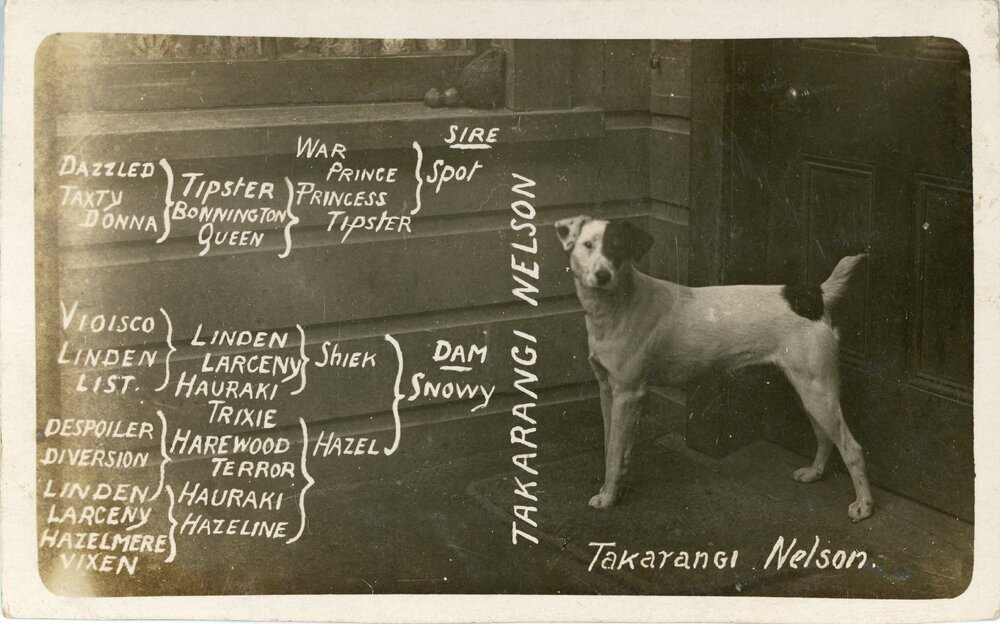 Dog breeding advertisement 