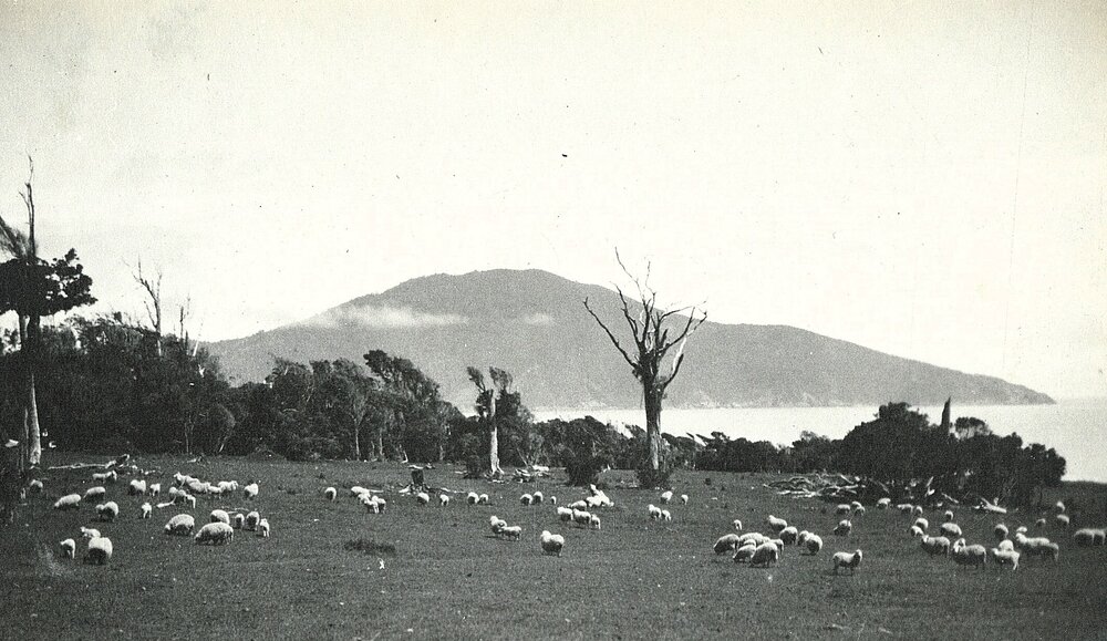 Scenic view of sheep 