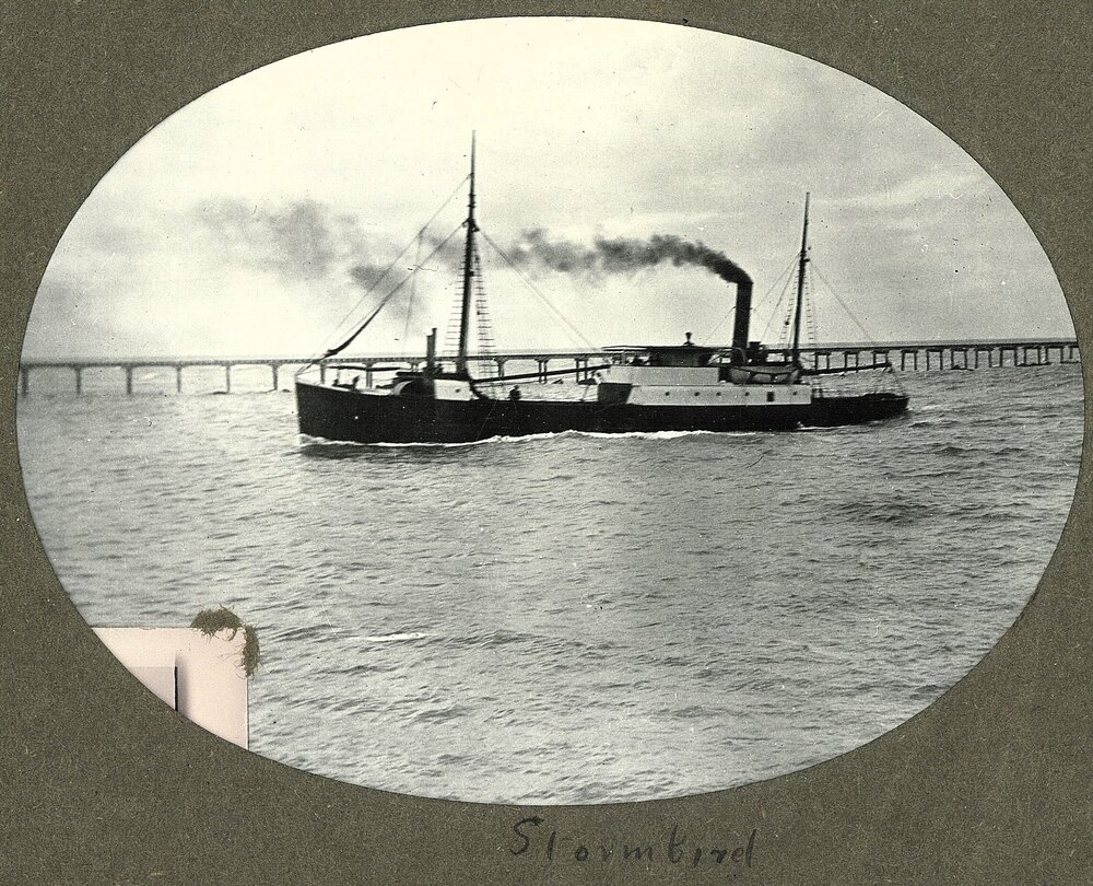 Steamer Stormbird