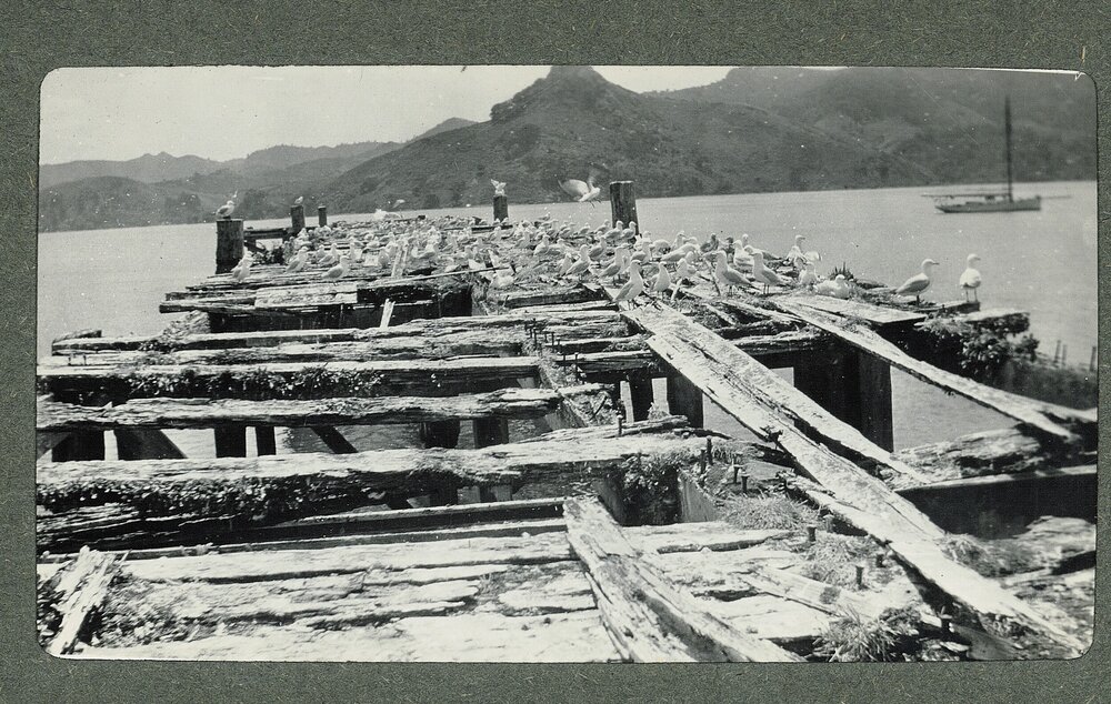 Seagulls on a rotting wharf Whangaroa Harbour