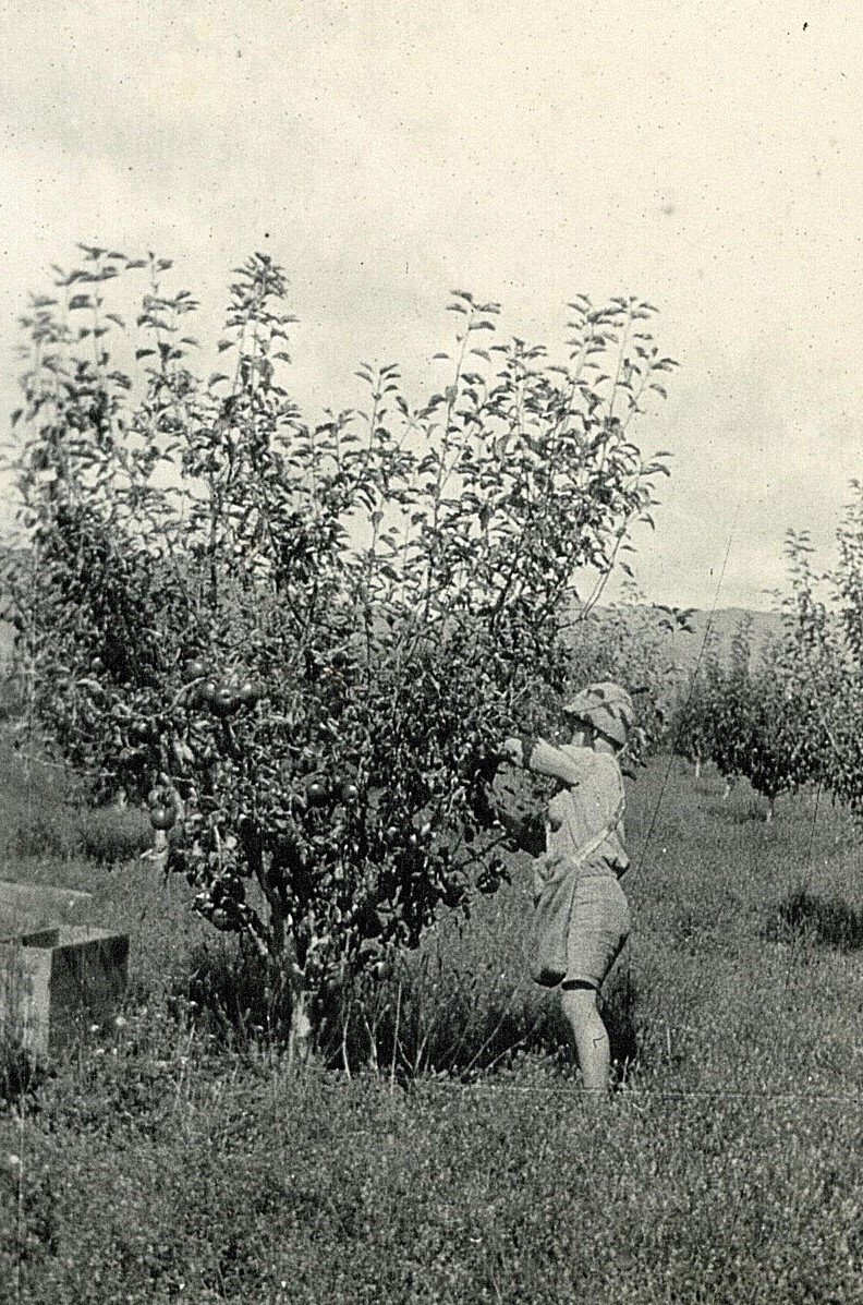 Picking apples