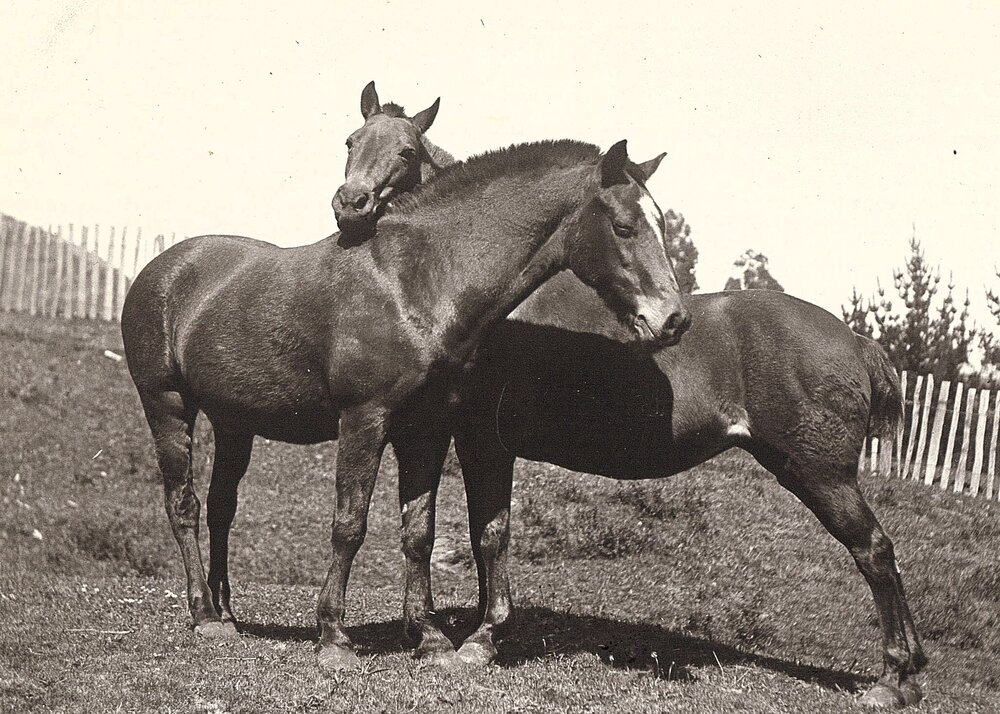 Two horses