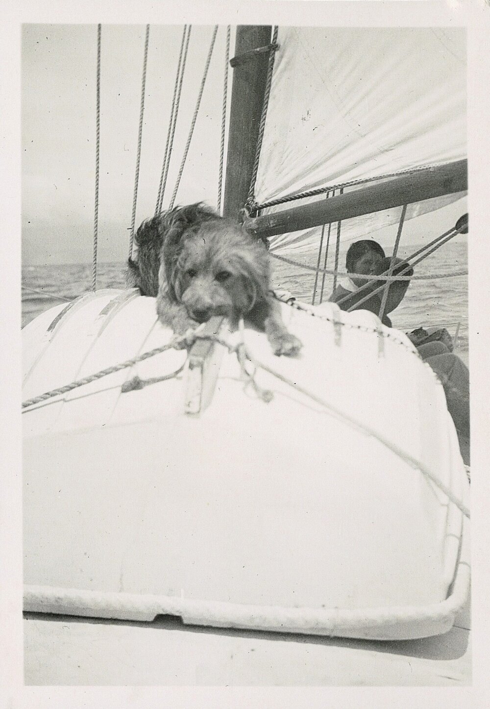 Dog onboard Glasgow family yacht