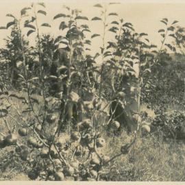 In the Apple Orchard
