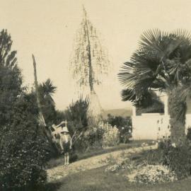 Unknown boy in the garden at Laurel Bank, Wakefield