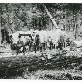 Syd Price and his Bullock Team hauling logs
