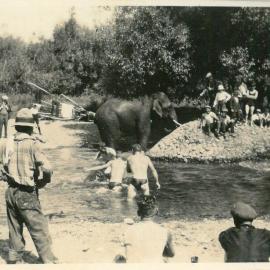 Elephants bathing at Wakefield
