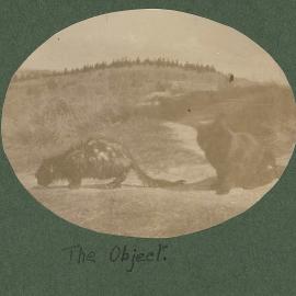 Cat-astrophe Cat Drying Off, 1920s